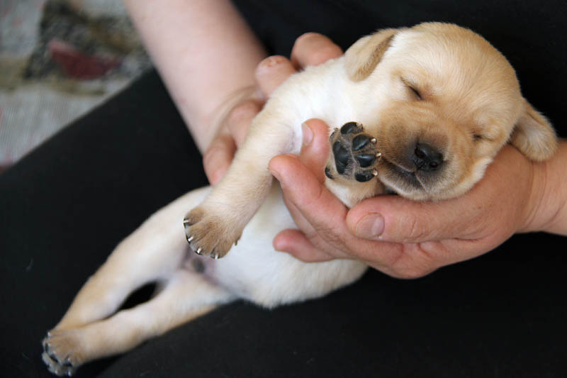 pears_puppy