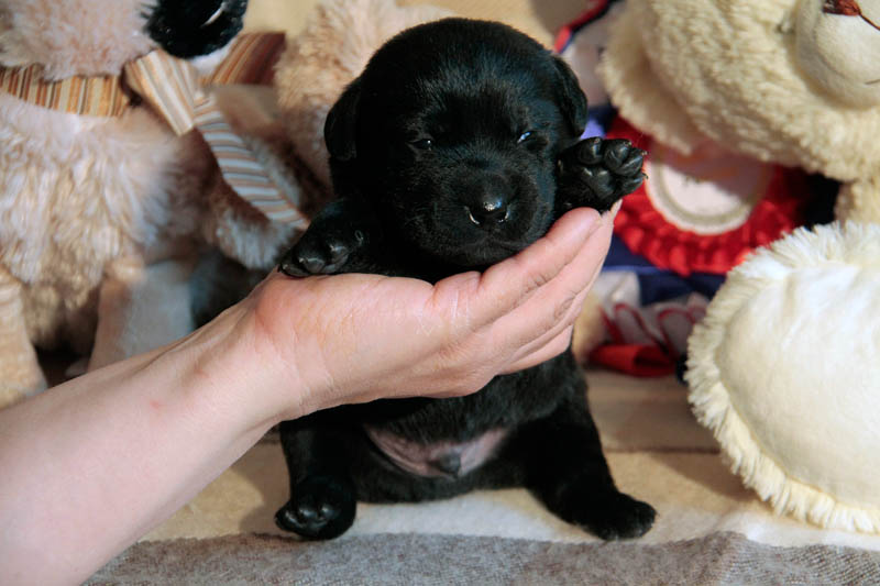 pears_puppy